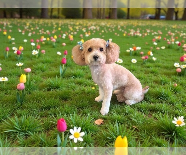 Medium Photo #1 Bichpoo Puppy For Sale in SAINT LOUIS, MO, USA