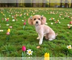 Small Photo #1 Bichpoo Puppy For Sale in SAINT LOUIS, MO, USA