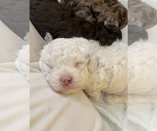 Medium Photo #16 Poodle (Toy) Puppy For Sale in MURRIETA, CA, USA