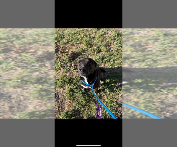 Medium Photo #7 Mutt Puppy For Sale in Great Bend, KS, USA