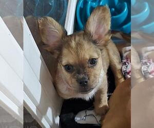 French Bull Weiner Dogs for adoption in Los Angeles, CA, USA