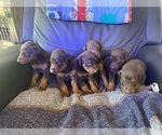 Small Photo #2 Doberman Pinscher Puppy For Sale in LAFAYETTE, IN, USA