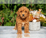 Puppy Randy Cavapoo