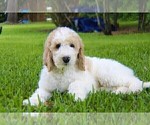Small Photo #9 Goldendoodle Puppy For Sale in BRANDON, FL, USA
