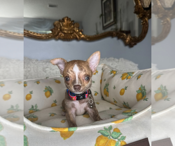 Medium Photo #3 Chihuahua Puppy For Sale in CHARLOTTE, NC, USA