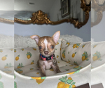 Small #2 Chihuahua