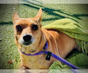 Chihuahua Dogs for adoption in Orlando, FL, USA