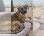 Small Boxer Mix