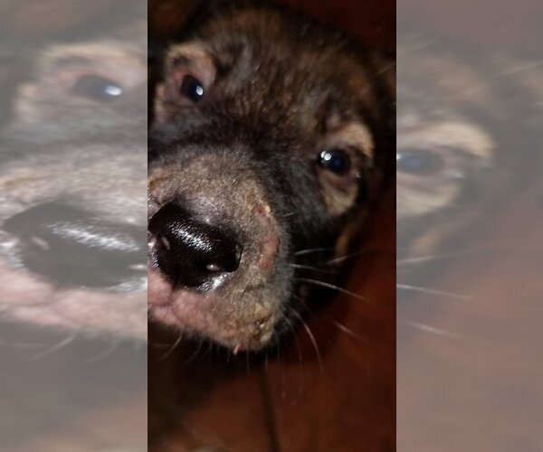 Medium Photo #17 German Shepherd Dog-Unknown Mix Puppy For Sale in Spring, TX, USA
