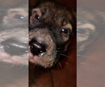 Small #16 German Shepherd Dog Mix