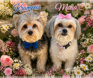 Krumpus & Mona - Female Maltese-Unknown Mix Dog for Adoption - Photo #3