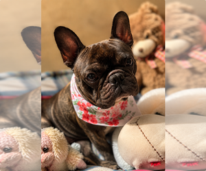 French Bulldog-Unknown Mix Dogs for adoption in Dumont, NJ, USA