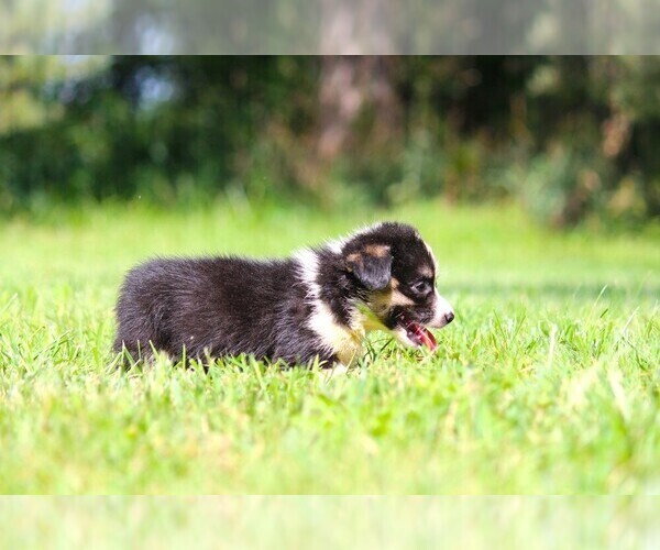 Medium Photo #4 Pembroke Welsh Corgi Puppy For Sale in FORT MADISON, IA, USA