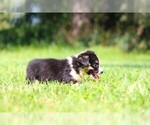 Small #3 Pembroke Welsh Corgi
