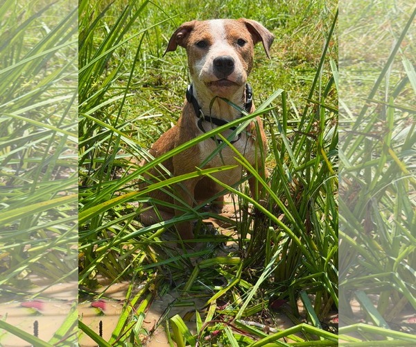 Medium Photo #7 Mutt Puppy For Sale in Rustburg, VA, USA