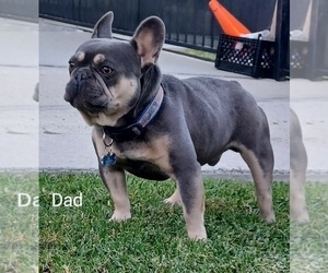 Father of the French Bulldog puppies born on 11/15/2025