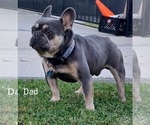 Small Photo #1 French Bulldog Puppy For Sale in LOS ANGELES, CA, USA