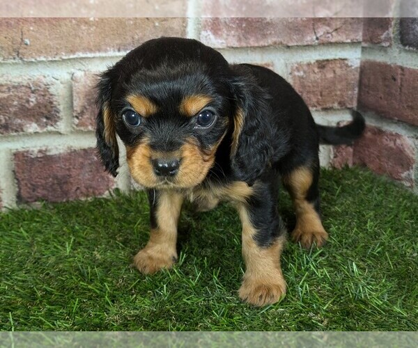 Medium Photo #1 Cavalier King Charles Spaniel Puppy For Sale in MOBERLY, MO, USA