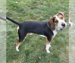 Small #1 Beagle