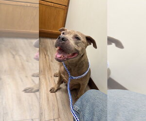 Mutt Dogs for adoption in Great Bend, KS, USA