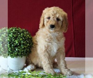 Goldendoodle-Poodle (Miniature) Mix Puppy for sale in GORDONVILLE, PA, USA