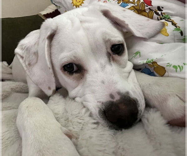 Medium Photo #4 Boxer-Unknown Mix Puppy For Sale in Brooklyn Center, MN, USA