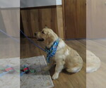 Small #15 Golden Retriever