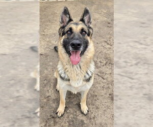 MIGO - Male German Shepherd Dog Dog for Adoption - Photo #2