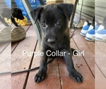 Small Photo #2 Belgian Malinois Puppy For Sale in LAKE MARY, FL, USA