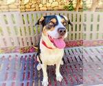 Small #1 Beagle Mix