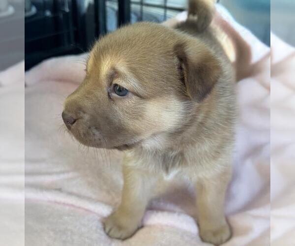 Medium Photo #3 Labrador Retriever-Unknown Mix Puppy For Sale in San Diego, CA, USA