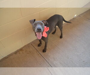 American Pit Bull Terrier-Unknown Mix Dogs for adoption in McKinney, TX, USA