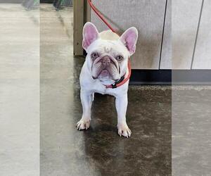 French Bulldog-Unknown Mix Dogs for adoption in Rockwall, TX, USA