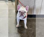 Small French Bulldog Mix