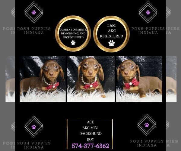 Medium Photo #1 Dachshund Puppy For Sale in WARSAW, IN, USA