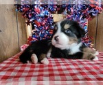 Small #6 Bernese Mountain Dog