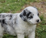 Small #1 Aussiedoodle Miniature 