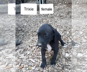Mountain Cur Puppy for sale in HOPKINSVILLE, KY, USA