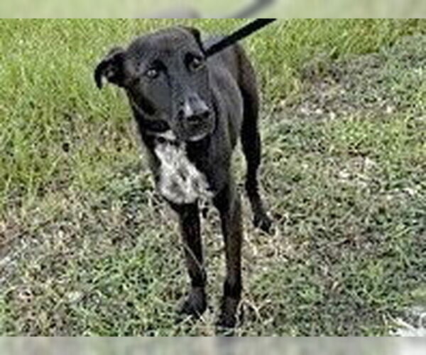 Medium Photo #2 Labrador Retriever-Unknown Mix Puppy For Sale in Houston, TX, USA