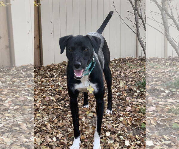 Medium Photo #5 Labrador Retriever-Unknown Mix Puppy For Sale in Sandy, UT, USA