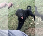 Small Photo #8 Goldendoodle-Poodle (Standard) Mix Puppy For Sale in SILOAM SPRINGS, AR, USA