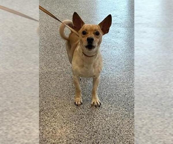 Medium Photo #1 Chihuahua Puppy For Sale in Palmetto, FL, USA