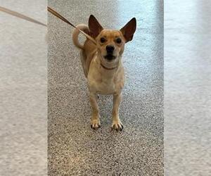 Chihuahua Dogs for adoption in Palmetto, FL, USA