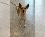 Small Chihuahua