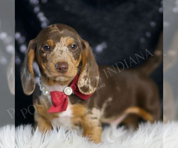 Medium Photo #1 Dachshund Puppy For Sale in WARSAW, IN, USA
