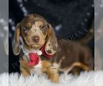 Puppy Trenton ACA Dachshund
