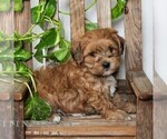 Small #2 Poovanese