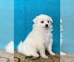 Small Photo #7 Miniature American Eskimo Puppy For Sale in DOWNING, MO, USA