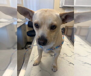 Chihuahua-Unknown Mix Dogs for adoption in Lodi, CA, USA