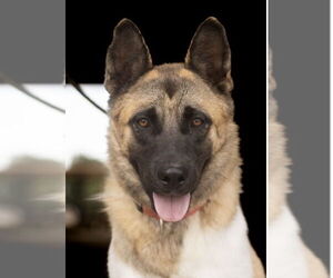 Akita-German Shepherd Dog Mix Dogs for adoption in Pottstown, PA, USA